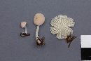 Mycena adonis var. adonis image