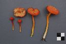 Hygrocybe squamulosa image