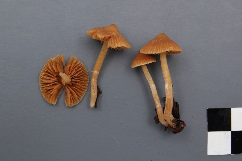 Cortinarius jubarinus image