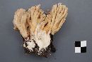 Ramaria acrisiccescens image