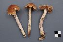 Cortinarius mucifluus image