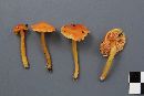 Hygrocybe acutoconica image