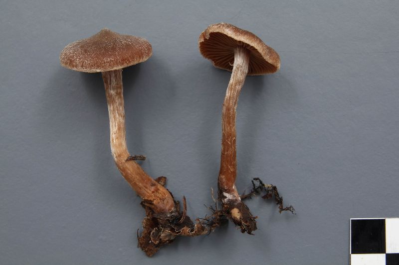 Cortinarius diasemospermus image