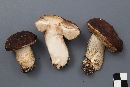 Leccinum subleucophaeum image