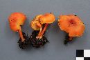 Hygrocybe turunda image