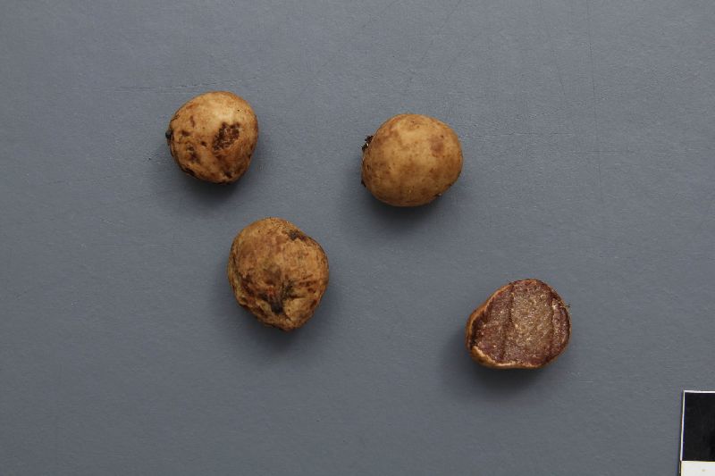 Alpova cinnamomeus image