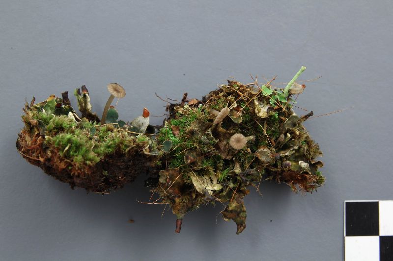 Arrhenia peltigerina image