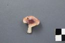 Russula fragilis image