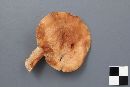 Lactarius vinaceorufescens image