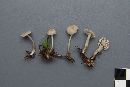 Mycena vulgaris image