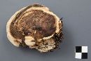 Fomitopsis ochracea image