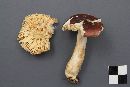 Russula puellaris image