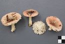 Russula fragilis image