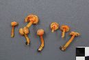 Hygrocybe squamulosa image