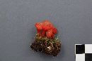 Hygrocybe phaeococcinea image