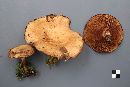 Paxillus rubicundulus image