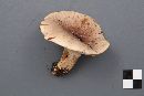 Lactarius trivialis image