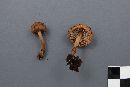 Inocybe lanuginosa image