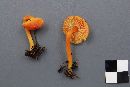 Hygrocybe squamulosa image