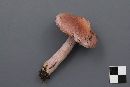 Cortinarius anomalus image