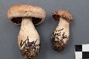 Cortinarius alborufescens image