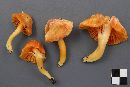 Hygrocybe marginata image