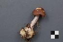 Cortinarius scaurus image