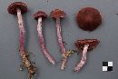 Cortinarius evernius image