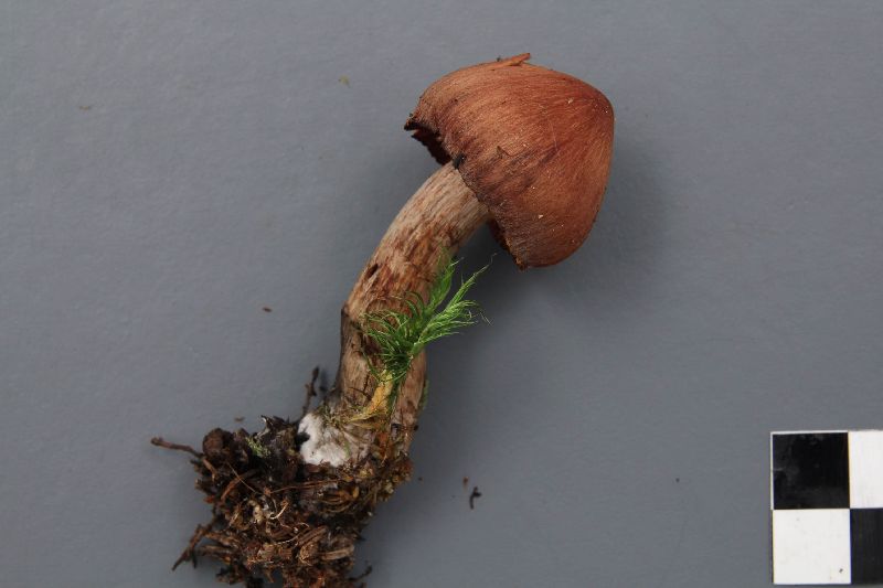 Cortinarius furvolaesus image