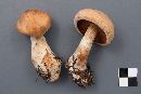 Cortinarius laniger image