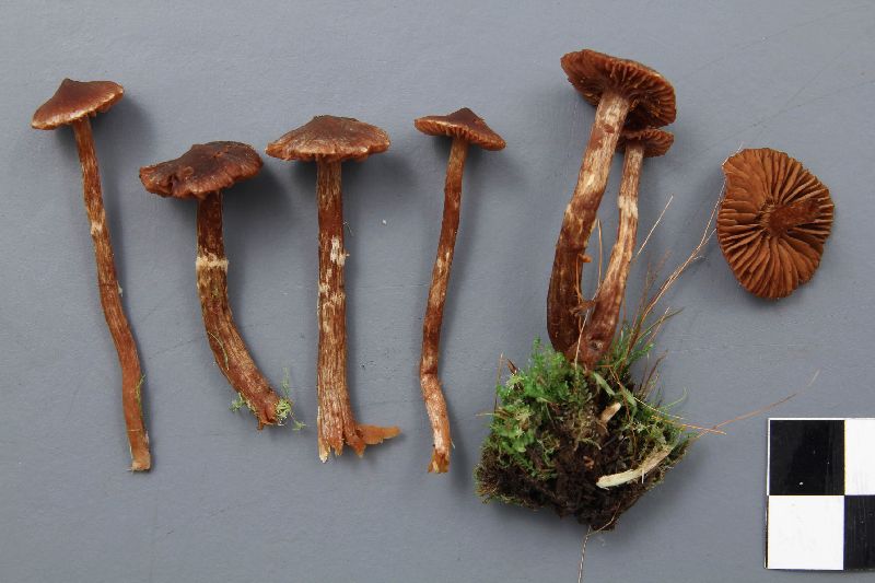 Cortinarius flexipes var. inolens image