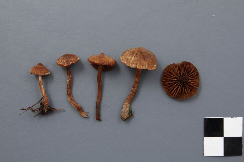 Cortinarius phaeopygmaeus image