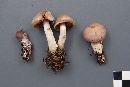 Cortinarius biformis image