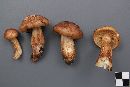 Tricholoma transmutans image