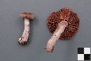 Cortinarius anomalus image