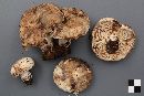 Russula dissimulans image