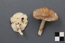 Amanita porphyria image