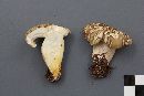 Tricholoma saponaceum image