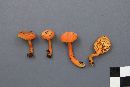 Hygrocybe squamulosa image