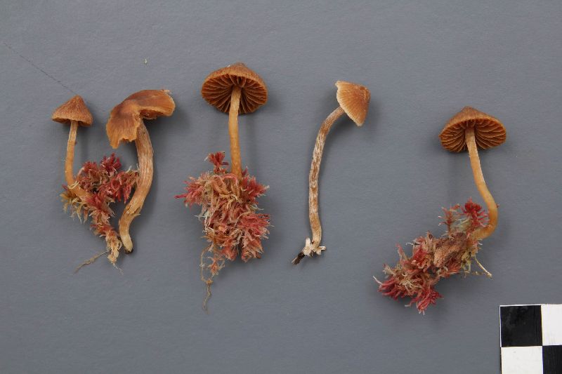 Cortinarius jubarinus image