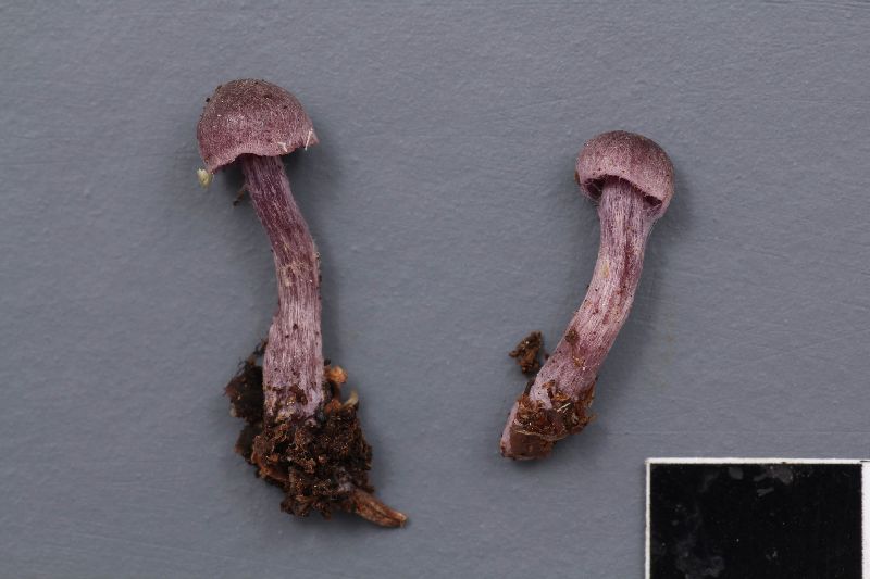 Cortinarius americanus image