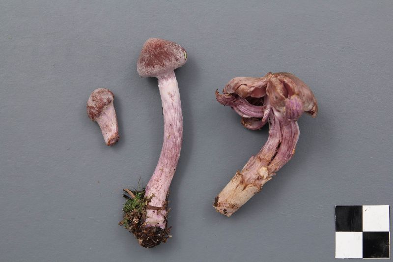 Cortinarius ionophyllus image