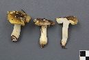 Tricholoma subsejunctum image