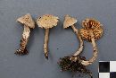 Cortinarius fulvescens image