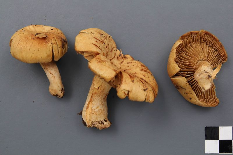 Cortinarius venustus image