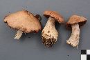 Cortinarius bulbosus image