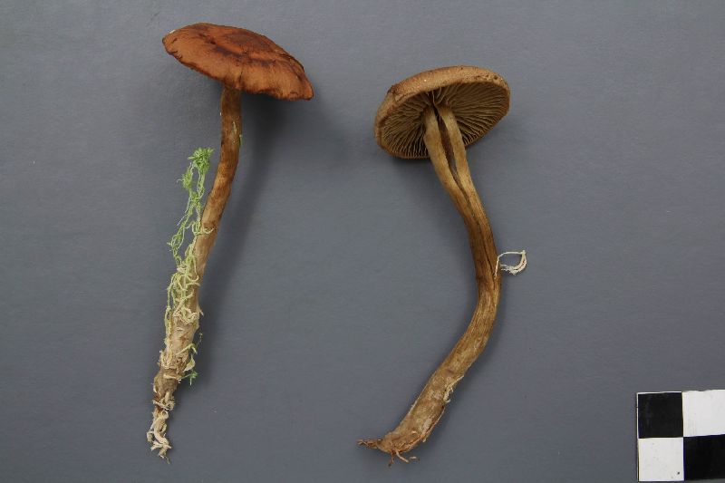 Cortinarius chrysolitus image