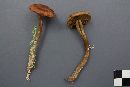 Cortinarius chrysolitus image