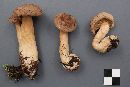 Lactarius helvus image