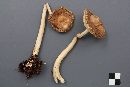 Amanita ceciliae image